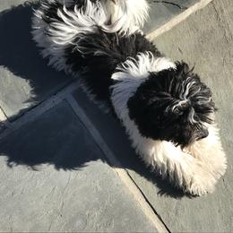 Havanese Puppies from Kim's Puppy Palace