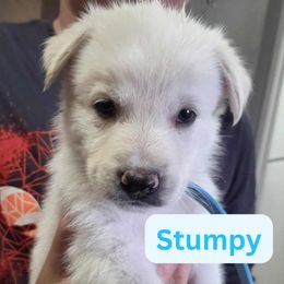 Boy 8 - male German Shepherd puppy in Tonopah, Nevada from Mercy's White Shepherds