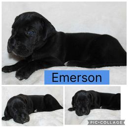 Emerson - Black male Great Dane puppy in Spokane, Washington from Phoenix Family Danes