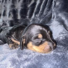 Dachshund Puppies from Carranza Puppy Farm