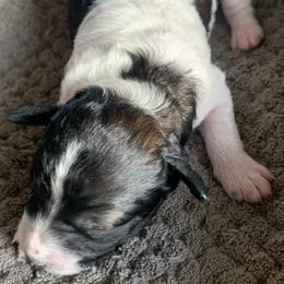 Waffles - Parti male Goldendoodle puppy in Haddam, Kansas from Golden B Acres
