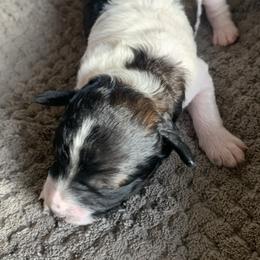 Waffles - Parti male Goldendoodle puppy in Haddam, Kansas from Golden B Acres