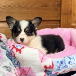 Yellow collar - Black and tan female Pembroke Welsh Corgi puppy in Monterey, Tennessee from Co-Pilot Corgis