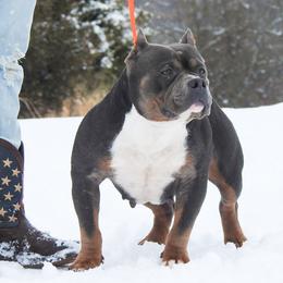Nagini  - American Bully