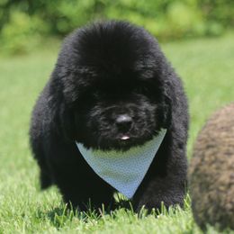 Professor  White collar - Black male Newfoundland puppy in Kimball Twp, Michigan from Pine River Newfoundlands