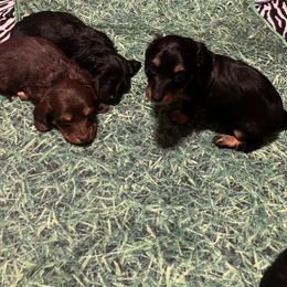 Dachshund Puppies from Crystals Little Doxies