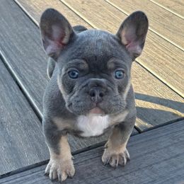 Patch - Tricolors male French Bulldog puppy in South Bend, Indiana from Furever Faithful Frenchies LLC