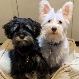 Miniature Schnauzers from Tiffin St. Miniature Schnauzers