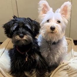 Miniature Schnauzers from Tiffin St. Miniature Schnauzers