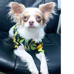 Chihuahua Puppies from Dauntless Chihuahuas