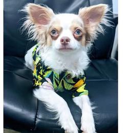 Chihuahua Puppies from Dauntless Chihuahuas