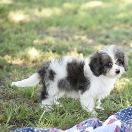 Cavalier King Charles Spaniel and Cavapoo Puppies from Lindsey’s Cavies