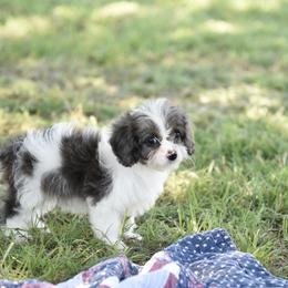 Cavalier King Charles Spaniel and Cavapoo Puppies from Lindsey’s Cavies