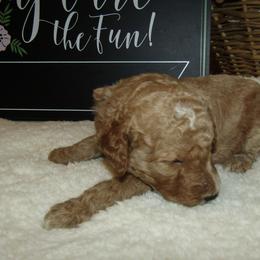 Goldendoodle and Poodle Puppies from David & Patricia Elliott