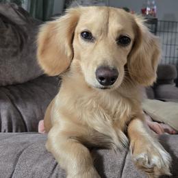 Dusty Paws - Dachshund