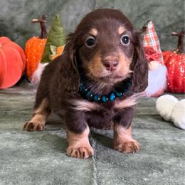 Tanner - Chocolate and tan male Dachshund puppy in Lincoln, Arkansas from Red Dirt Dachshunds