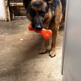 Luke - German Shepherd