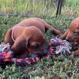 Bluetick Coonhound and Redbone Coonhound Puppies from Harmons Hounds