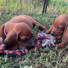 Bluetick Coonhound and Redbone Coonhound Puppies from Harmons Hounds
