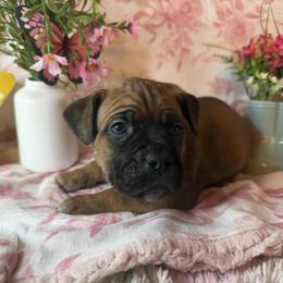 Purple collar - Fawn female Cane Corso puppy in Opelousas, Louisiana from Azelees Cane Corso