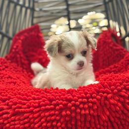 Franklin (Ben) - Fawn and white male Chihuahua puppy in Ochlocknee, Georgia from High Cotton Chihuahuas