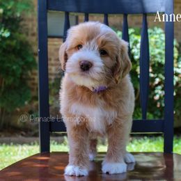 Australian Labradoodle Puppies from Pinnacle Labradoodles