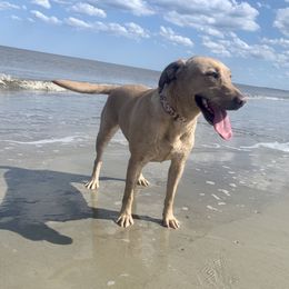 Foxy - Labrador Retriever