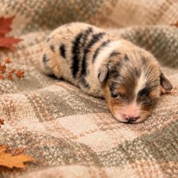 Angel - Blue merle female Australian Shepherd puppy in Howardsville, Virginia from Spectacular Aussies and Cavaliers