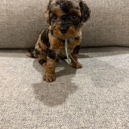 Banner - Blue merle male Bernedoodle puppy in Jacksonville, Florida from Autumn's Aussies