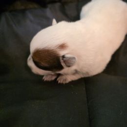 Girl 2 - Red speckled female Australian Cattle Dog puppy in Athens, Georgia from Tailwynd Kennels