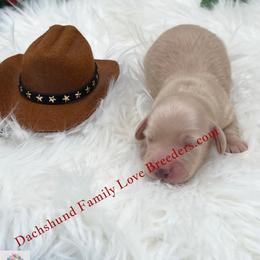 Polar Bear - Cream male Dachshund puppy in Prescott, Arizona from Dachshund Family Love Breeders