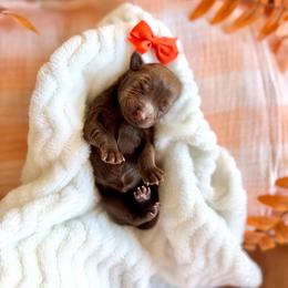 Cozy - Chocolate female Goldendoodle puppy in Queen Creek, Arizona from Sunny Doodles