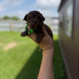 Titan (brown sable) - Sable male Poodle puppy in Nashville, Arkansas from Cuddles n Curls