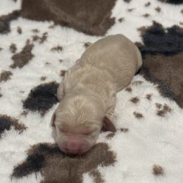 Bain - Cream male Dachshund puppy in Durant, Oklahoma from Big Creek Mini Dachshund