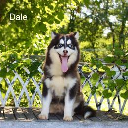 Dale - Black and white male Pomsky puppy in Murfreesboro, Tennessee from Middle Tennessee Pomskies