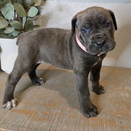 Macaw - Light Pink Collar - Gray brindle female Cane Corso puppy in St. Augustine, Florida from RG2 Cane Corsos