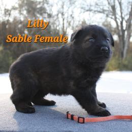Lilly - Sable female German Shepherd puppy in Ratcliff, Arkansas from Ridgeline Shepherds