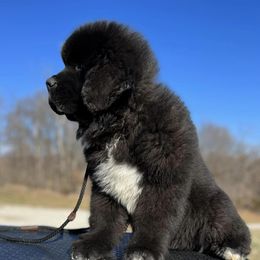 Newfoundland Puppies from Knallhart Kennels