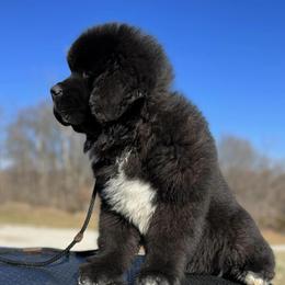 Newfoundland Puppies from Knallhart Kennels