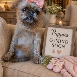 Brussels Griffon puppies from Baringer Brussels