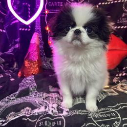 Male black and white - Black and white male Japanese Chin puppy in Salem, Oregon from Chinnychinchinofsalem