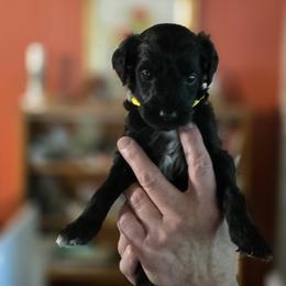Okoye - Black female Goldendoodle puppy in Milton, Florida from Sutton Place Doodles