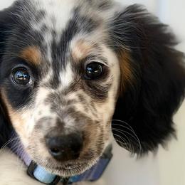 Dachshunds from Ballentine Barktique