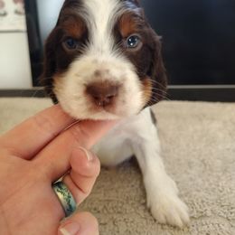 Cedar - Liver white and tan male English Springer Spaniel puppy in Redding, California from Springer's Journey Spaniels California