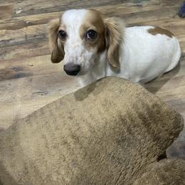 Noelle - Dachshund