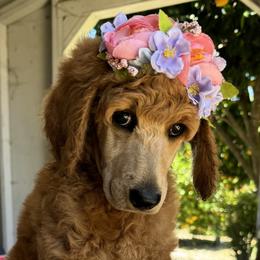 Clara (Pink collar) - Red  female Poodle puppy in Fairfield, California from Choice Red Standards