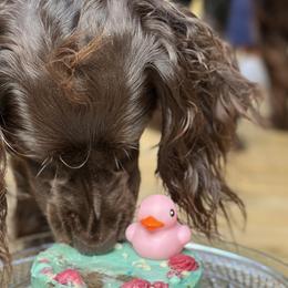 Boykin Spaniels, Chinese Cresteds, and Poodles from Jushae Kennel