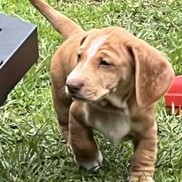 Dachshund Puppies from Witchy Woman’s Wiener’s