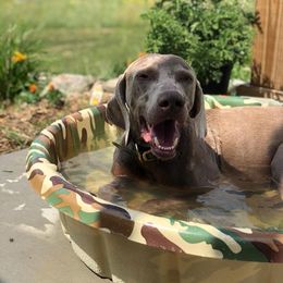 Weimaraner All Grown Up from Timberdoodle Weimaraners