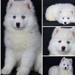 Pomsky puppies from Granite State Pomskies